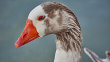 Close-up Shot Of A Domestic Goose With Orange Beak On A Blurred Background