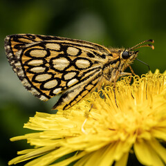 Sticker - Close-up shot of a beautiful Large chequered skipper butterfly on a flower in the garden