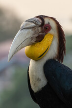 Vertical Closeup Shot Of The Beautiful Wreathed Hornbill Or Rhyticeros Undulatus
