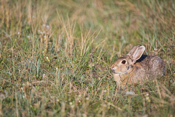 Poster - Closeup shot of a rabbit at Theodore Roosevelt National Park, North Dakota