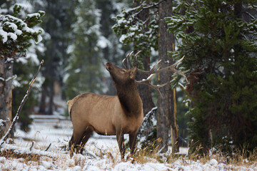 Canvas Print - Closeup shot of a brown rocky mountain elk standing in the middle of green trees covered with snow