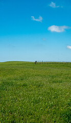 Wall Mural - Fence in a field of wheat