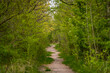 ścieżka spacerowa w zarośniętym lesie na wiosnę