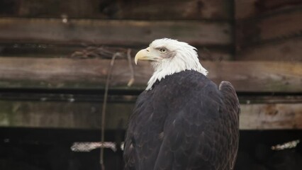 Adult American bald eagle sits perched on tree at zoo