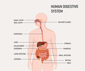 Wall Mural - Anatomy of the human digestive organs with description of the corresponding functions internal organs.