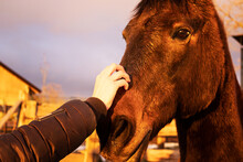 Hand Stroking Head Of Brown Horse In The Meadow At Sunset