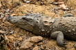 Marsh crocodile or mugger crocodile or broad snouted crocodile portrait basking out of water at ranthambore national park forest rajasthan india asia - Crocodylus palustris