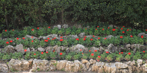 Wall Mural - green terraces with red flowers