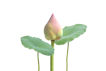 Wall Mural - Pink lotus flower buds with green leaves isolated on white