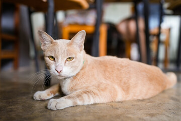 Wall Mural - Yellow Cat Laying On Concrete Floor looking at Camera.