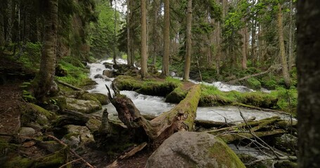 Wall Mural - Mountain River in the wood in slow motion. Beautiful wildlife landscape.