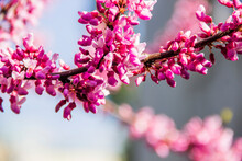 Blossoming Flowers Of Redbud (Cercis Chinensis)