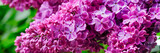 Fototapeta Kwiaty - Branches with beautiful purple lilac. Long spring banner with tender bright lilac flowers.