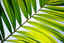 Palm Leaf Close Up On Blue Sky Background