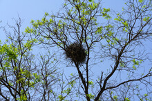 Bird's Nest  On Tree Branches With Green Leaves Under Blue  Sky