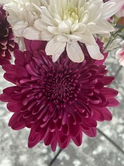 Wall Mural - Purple and white chrysanthemums