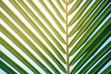 Green Leave Of Palm Tree On Sky Background