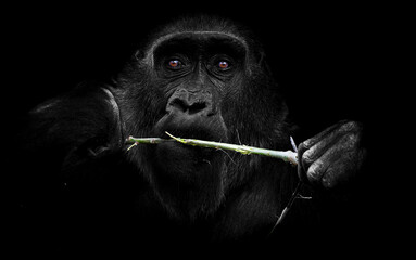 portrait of a western lowland gorilla (ggg) close up. silverback - adult male of a gorilla in a nati