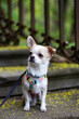 Chihuahua puppy dog 