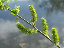 Willow Seeds On Branch Of Tree