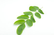 © rong14 - Rows of small green leaves with stems and leaves and details on fresh leaves on a separate white background.