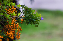Selective Focus Shot Of Golden Dewdrop Plant With A Single Purple Blossom And Orange Berries