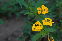 Selective Focus Shot Of Blooming Yellow Lantana