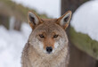 Beautiful portrait of a Coyote outdoors on the snow background