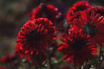 Selective of red beautiful chrysanthemum in a garde