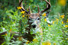 Beautiful Shot Of A White-tailed Deer In A Forest In Minnesota