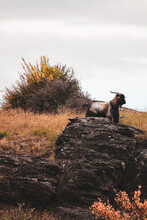 Wild Goat Standing On Aground A Rock In A Highland