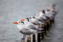 Row Of Seagulls Perched On Wood Posts In The Sea