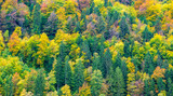Perfekter Laubwald und Mischwald im Grünen