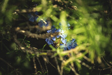 Selective Shot Of Chinese Plumbago Flowers Blooming In A Garden
