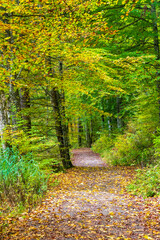 Canvas Print - Perfekter Laubwald und Mischwald im Grünen