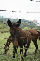 Wall Mural - Closeup of a brown horse pasturing in a green farm