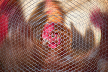 Close-up Shot Of A Rooster And A Blurred Net.