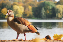 Closeup Shot Of An Egyptian Goose, Or Alopochen Aegyptiaca, With A Lake And Trees In The Background
