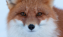 Closeup Portrait Of A Beautiful Fox Looking Straight At The Camera
