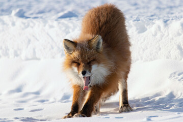 Canvas Print - Closeup portrait of a beautiful fox stretching with its tongue out