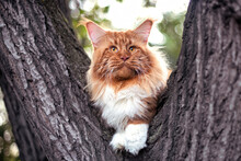 A Very Big Red Maine Coon Cat Sitting On Tree In Forest On Summer Day.