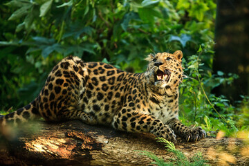 Wall Mural - Closeup shot of an African leopard sitting on the wood