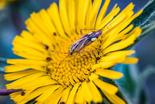 Close-up Of An Insect On A Flower With Yellow Petals On A Blurry Blue Background