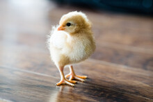 Closeup Of An Adorable Chick On A Wooden Surface