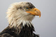 Closeup Of A Beautiful Bald Eagle Looking Straight Forward, Against Blue Sky