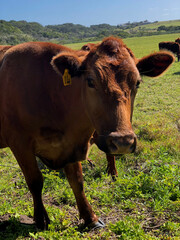 Sticker - Vertical shot of brown cow in pasture