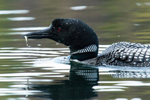 Closeup Of A Common Loon Swimming In The Water Of A Lake
