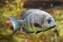 Closeup Shot Of An African Cichlid Fish Swimming Underwater