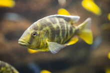 Closeup Shot Of An African Cichlid Fish Swimming Underwater In Malwi Lake