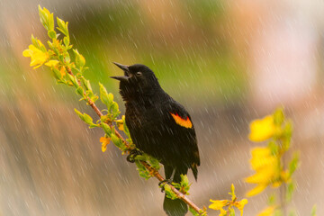 Wall Mural - red-winged blackbird calling in the rain on a yellow flower branch in the spring